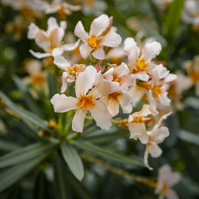 natürliche fotografie salzburg