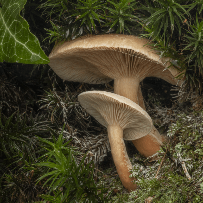 natürliche fotografie salzburg